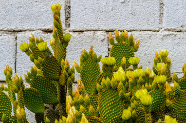 wild green cactuses in andalusia, plants typical for dry tropical climate