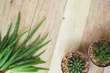 Aloe vera and cactus on wooden table background, copy space, skin care concept