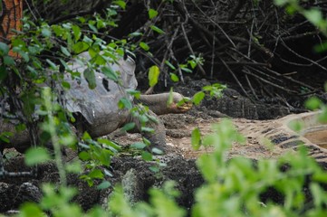 Galapagos Lonely George