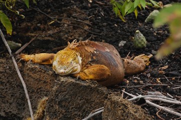 Galapagos Land Iguana