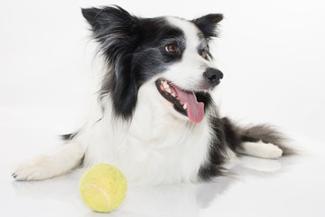 HAPPY BORDER COLLIE DOG SITTING ON FLOOR WITH A YELLOW BALL ISOLATED ON WHITE BACKGROUND. STUDIO SHOT.