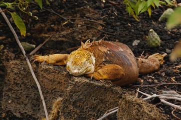 Galapagos Land Iguana