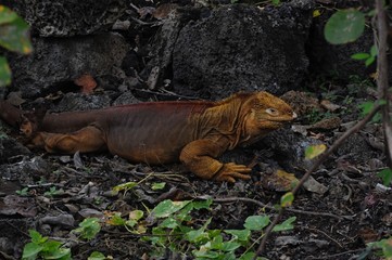 Galapagos Land Iguana