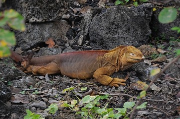 Galapagos Land Iguana