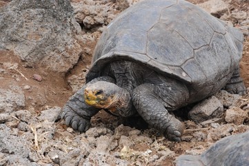 Galapagos fauna