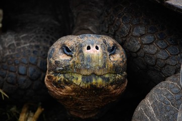 Galapagos Schildkr&ouml;te