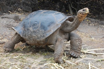 Galapagos Schildkröte