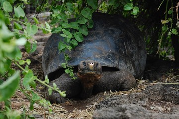 Galapagos Schildkröte