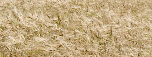 field of wheat ripe wheat