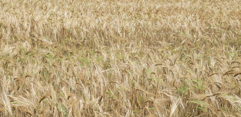 field of wheat ripe wheat