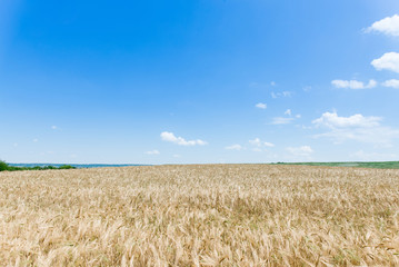 wheat field on the background