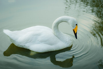 White Swan on water