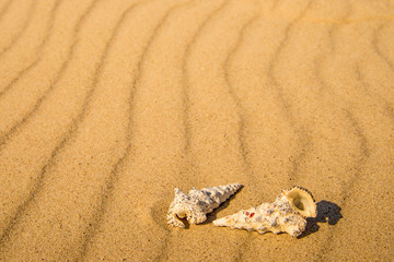 sandy beach with snails