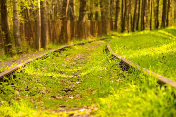 rails out of order overgrown with grass