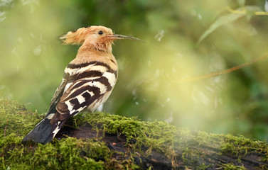 Eurasian Hoopoe or Common hoopoe (Upupa epops) © Piotr Krzeslak