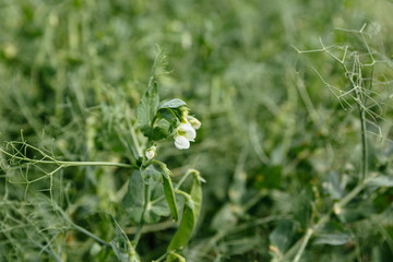 pea flower on a green field