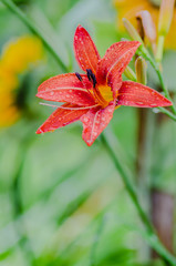 orange Lily flower in summer grows in the garden, pleases with its flowering and beauty of florists
