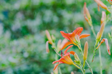 orange Lily flower in summer grows in the garden, pleases with its flowering and beauty of florists