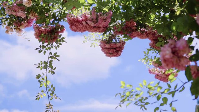 Flowering bushes in the rosarium on the sky background, Botanical garden