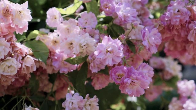 Flowering bushes in the rose garden, Botanical garden near greenhouse
