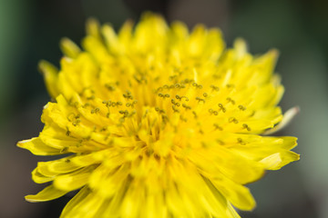 Close-up of a dandelion flower yellow. Macro photo