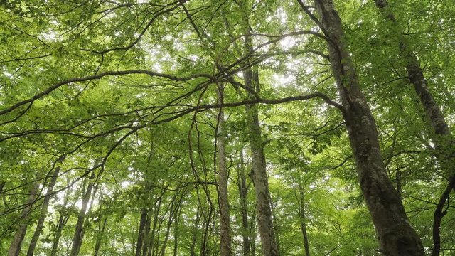 Beautiful beech fores in the park of Urbasa Navarra Spain