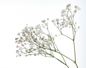 Closeup of small white gypsophila flowers isolated on white - 211790312