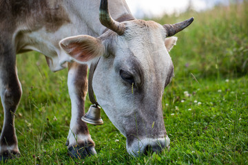 A cow is eating grass in the mountains.