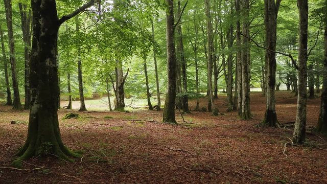 Beautiful beech fores in the park of Urbasa Navarra Spain