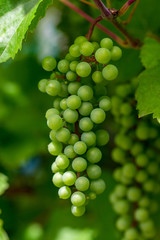 grapes with green leaves on the vine. fresh fruits
