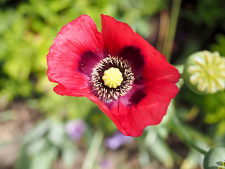 red poppy flower