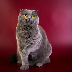 Portrait of British shorthair blue grey cat with bright orange eyes on red marsala background, front view