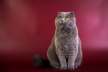 Portrait of British shorthair blue grey cat with bright orange eyes on red marsala background, front view