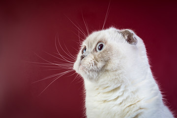 scottish fold shorthair color point cat on red marsala background, front view..