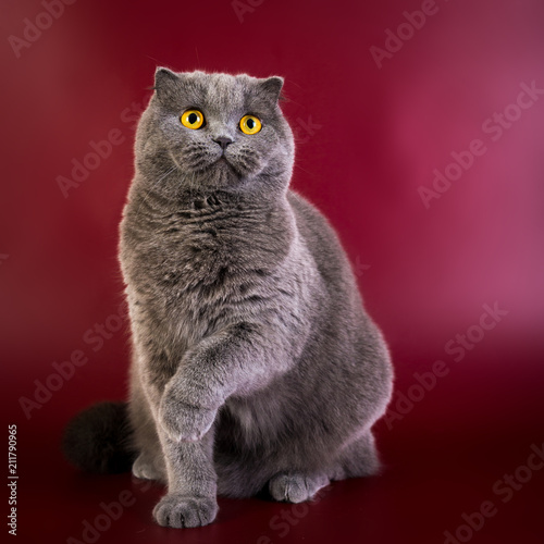 Portrait Of British Shorthair Blue Grey Cat With Bright Orange