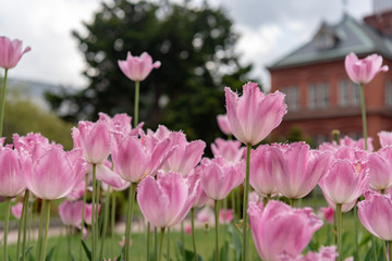 ピンクのフリンジ咲きチューリップの花