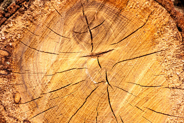 wooden oak tree cut surface. Detailed warm dark brown and orange tones of a felled tree trunk....