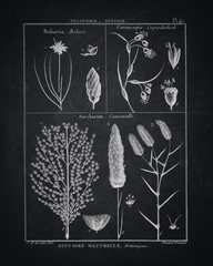 Black And White Wall Art Botanical Home Decor Vintage Printable B&W Poster Digital Print Retro Chalkboard Large Size Paper Design Ideas. © overlays-textures