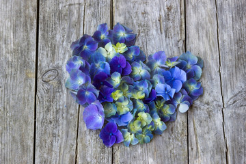 Vintage heart from blue hortensia petals on wooden table