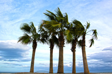 Fototapeta na wymiar Palm Trees on a Windy Day