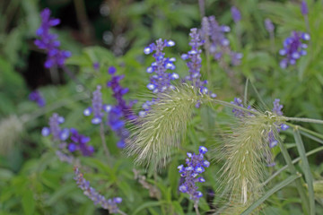 Ziergras vor Lavendel