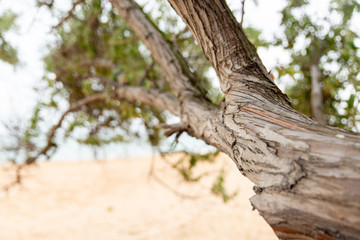 a branch of a big tree on the beach