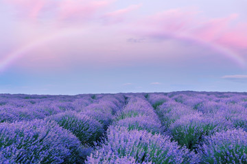 A gentle pink sunset in a lavender field and a fairy rainbow. Fantasy. Flowering of lavender.

