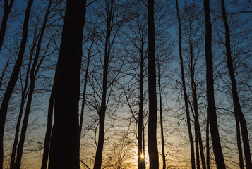 Dark silhouettes of trees on the background of the sky with the sunset. Evening sky