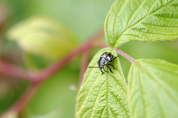 Insectes sur un framboisier