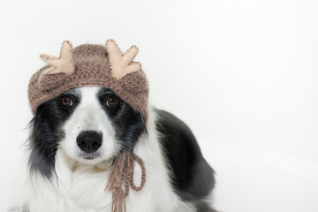 CUTE AND ADORABLE BORDER COLLIE DOG WEARING A CHRISTMAS REINDEER HAT ISOLATED ON WHITE BACKGROUND. STUDIO SHOT. COPY SPACE.