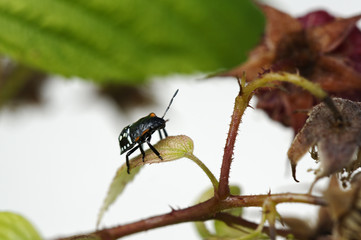 Insectes sur un framboisier