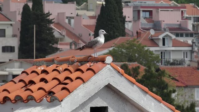 Seagull on the red tiled roof. Montenegro