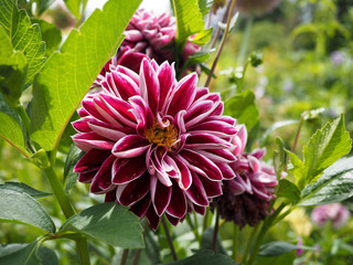 pink and white dahlia