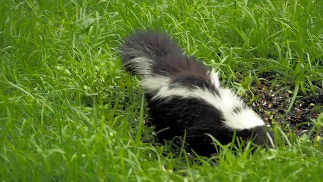 small young skunk eating birdseed